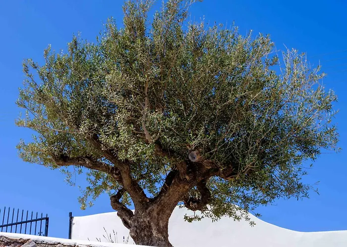 Santorini C Villa Fira  che accetta animali